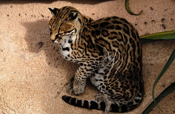 Big sales cat ocelot